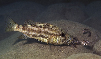 Nimbochromis polystigma 'Selewa'